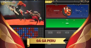Đá gà Peru