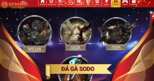đá gà sodo66