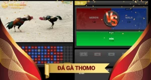 Đá gà Thomo