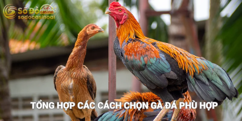 Tổng hợp các cách chọn gà đá phù hợp